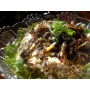 Persian Eggplant and Whey (Kashk-e Bademjan) Recipe